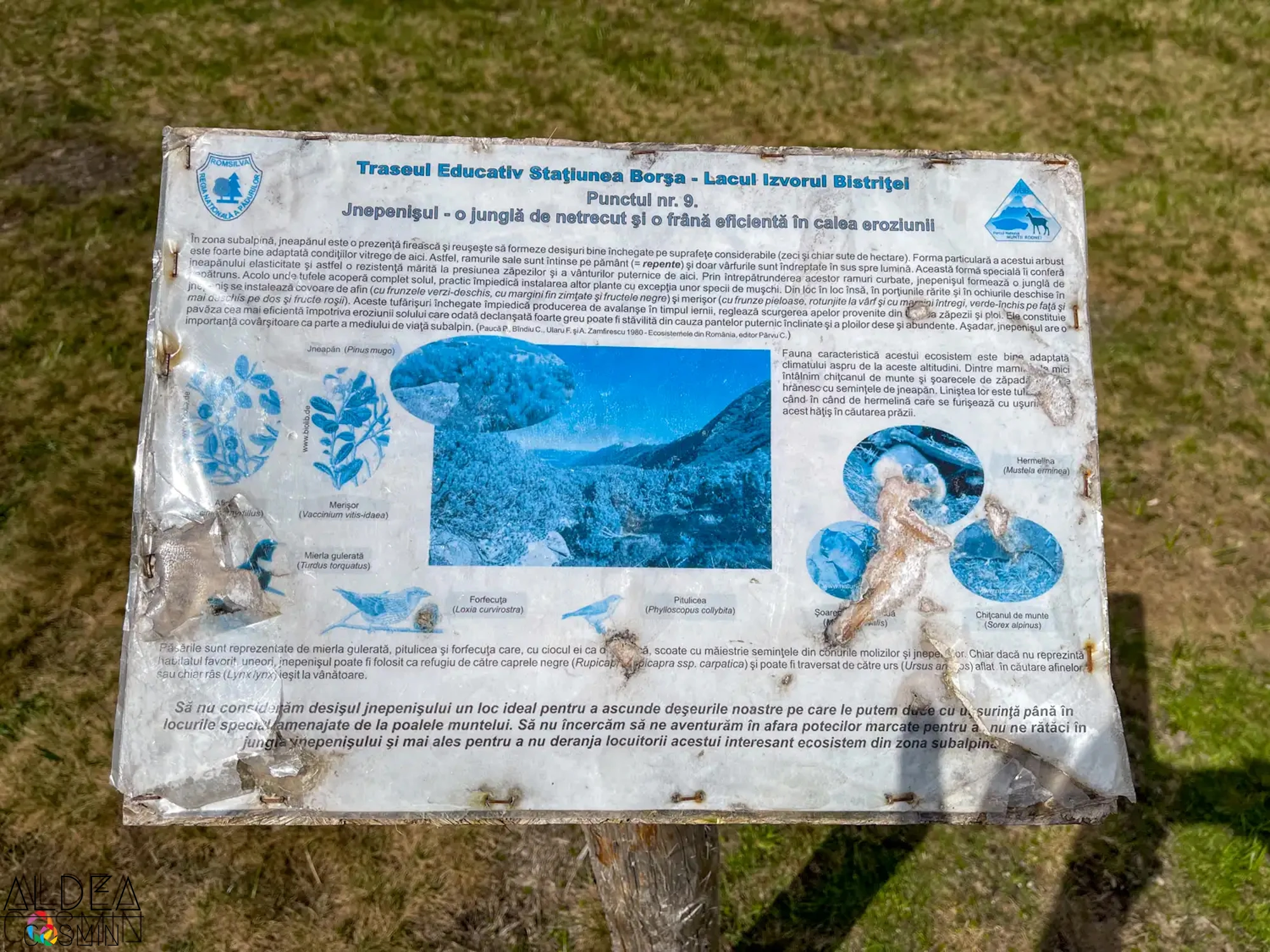 Traseu spre Vârful Gărgălău